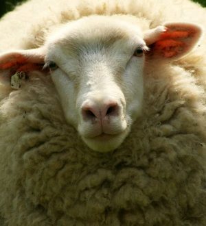 Устаревшая модель белых и пушистых <br>(к сеансу N 134 от 11.11.2021)